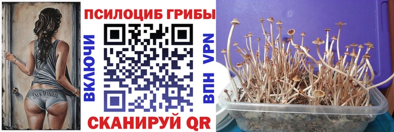 Купить закладки  Усть-Катав  Псилоцибиновые грибы мицелий 